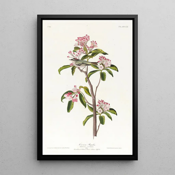 Régulus de Cuvier - John James Audubon — framed artwork on a wall