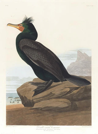 John James Audubon - Doublecrested cormorant.webp