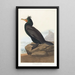 Cormorant with Ears - John James Audubon — framed artwork on a wall