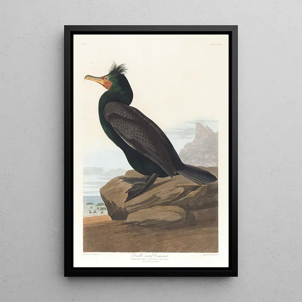 Cormorant with Ears - John James Audubon — framed artwork on a wall