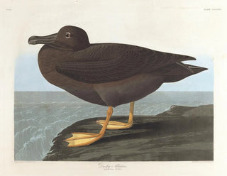 Dark Albatross Painting - John James Audubon — artwork view