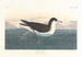 Dark Petrel Painting - John James Audubon — artwork view