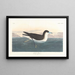 Dark Petrel Painting - John James Audubon — framed artwork on a wall