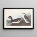Grebe à cou noir - John James Audubon — framed artwork on a wall