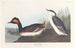 Grebe à cou noir - John James Audubon — artwork view