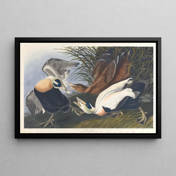Eider Down Painting - John James Audubon — framed artwork on a wall