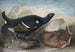Black Cocks in English - John James Audubon — artwork view