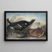 Black Cocks in English - John James Audubon — framed artwork on a wall
