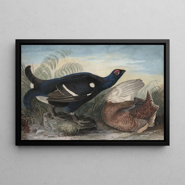 Black Cocks in English - John James Audubon — framed artwork on a wall