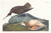 Eskimo Curlew Painting - John James Audubon — artwork view