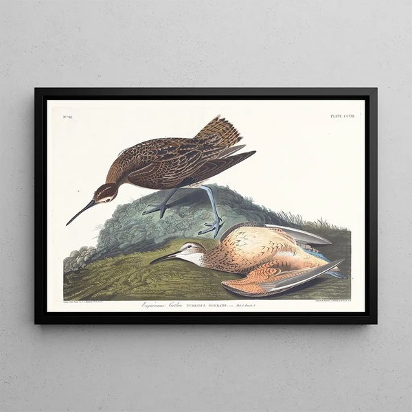 Eskimo Curlew Painting - John James Audubon — framed artwork on a wall