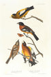 Evening Grosbeak, Spotted Gros-bec - John James Audubon — artwork view