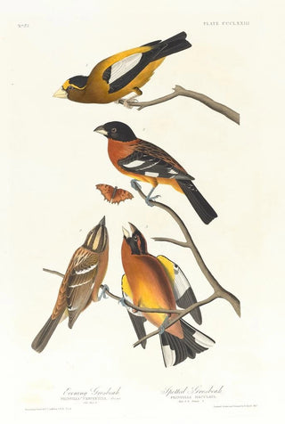 Evening Grosbeak, Spotted Gros-bec - John James Audubon — artwork view