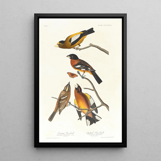 Evening Grosbeak, Spotted Gros-bec - John James Audubon — framed artwork on a wall