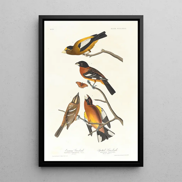 Evening Grosbeak, Spotted Gros-bec - John James Audubon — framed artwork on a wall