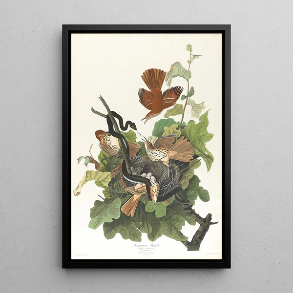 Brown Thrasher - John James Audubon — framed artwork on a wall
