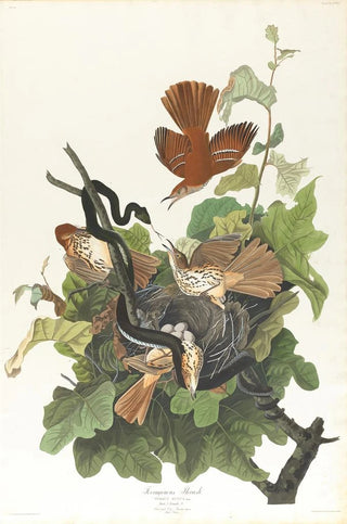 Brown Thrasher - John James Audubon — artwork view