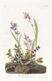 Field Sparrow - John James Audubon — artwork view