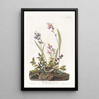 John James Audubon - Field sparrow.webp