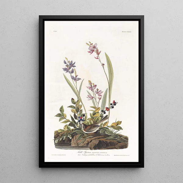 Field Sparrow - John James Audubon — framed artwork on a wall