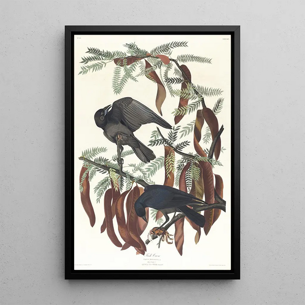 Crow Fish - John James Audubon — framed artwork on a wall
