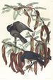 Crow Fish - John James Audubon — artwork view