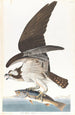 Osprey - John James Audubon — artwork view