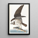 Osprey - John James Audubon — framed artwork on a wall