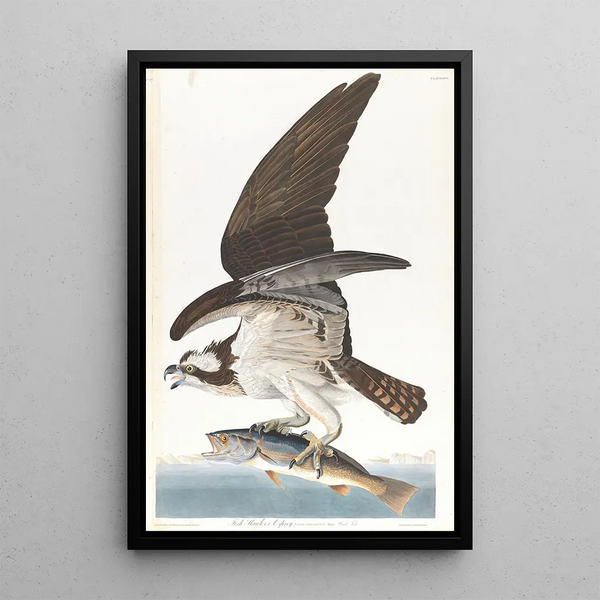 Osprey - John James Audubon — framed artwork on a wall