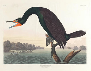 Florida Cormorant Painting - John James Audubon — artwork view