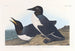 Insane Guillemot Painting - John James Audubon — artwork view