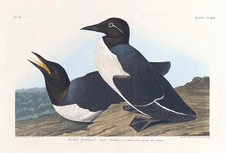 Insane Guillemot Painting - John James Audubon — artwork view