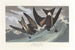 Pétrel à queue fourchue - John James Audubon — artwork view
