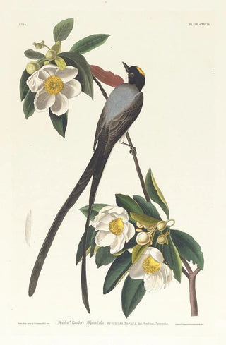 Tyrant Long-tailed - John James Audubon — artwork view