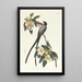 Tyrant Long-tailed - John James Audubon — framed artwork on a wall