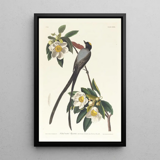 Tyrant Long-tailed - John James Audubon — framed artwork on a wall
