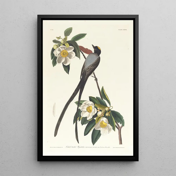 Tyrant Long-tailed - John James Audubon — framed artwork on a wall