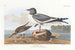 Gannet with forked tail - John James Audubon — artwork view