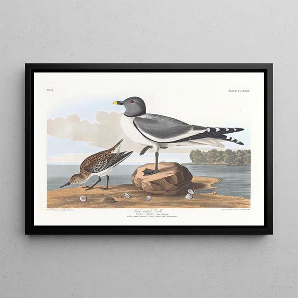 Gannet with forked tail - John James Audubon — framed artwork on a wall
