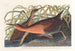 Waterfowl - John James Audubon — artwork view