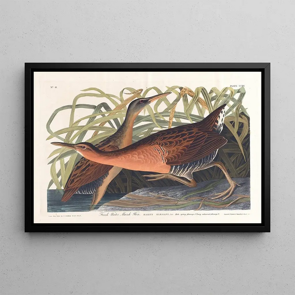 Waterfowl - John James Audubon — framed artwork on a wall
