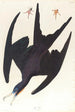 Frigate Pelican - John James Audubon — artwork view