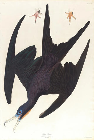 Frigate Pelican - John James Audubon — artwork view