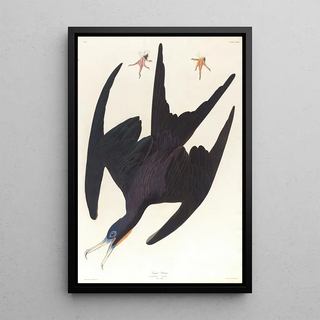 Frigate Pelican - John James Audubon — framed artwork on a wall