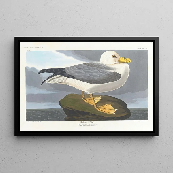 Fulmar petrel - John James Audubon — framed artwork on a wall