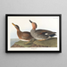 Duck Chipeau - John James Audubon — framed artwork on a wall
