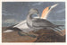 Fou de Bassan - John James Audubon — artwork view