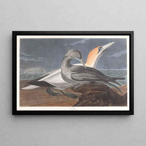 Fou de Bassan - John James Audubon — framed artwork on a wall