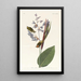 Troglodyte à crête dorée - John James Audubon — framed artwork on a wall