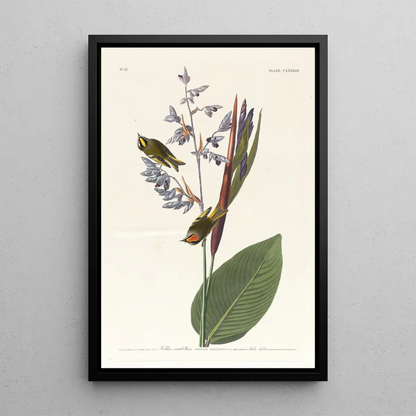 Troglodyte à crête dorée - John James Audubon — framed artwork on a wall